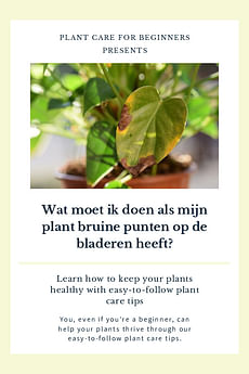 Wat moet ik doen als mijn plant bruine punten op de bladeren heeft?