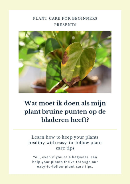 Wat moet ik doen als mijn plant bruine punten op de bladeren heeft?