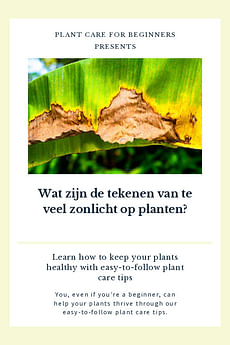 Wat zijn de tekenen van te veel zonlicht op planten?