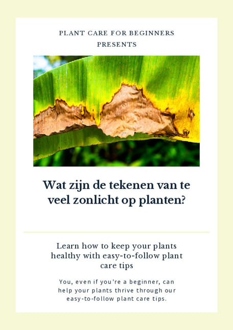 Wat zijn de tekenen van te veel zonlicht op planten?