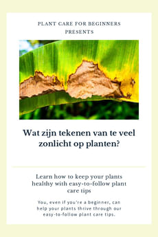 Wat zijn tekenen van te veel zonlicht op planten?