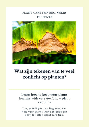 Wat zijn tekenen van te veel zonlicht op planten?