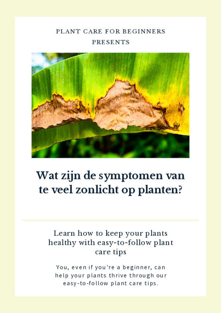 Wat zijn de symptomen van te veel zonlicht op planten?