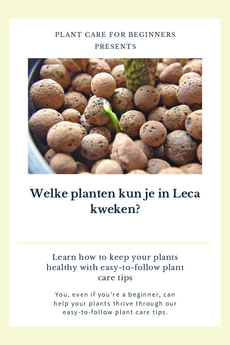 Welke planten kun je in Leca kweken?