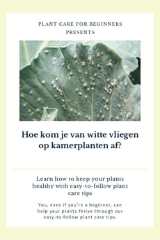 Hoe kom je van witte vliegen op kamerplanten af?
