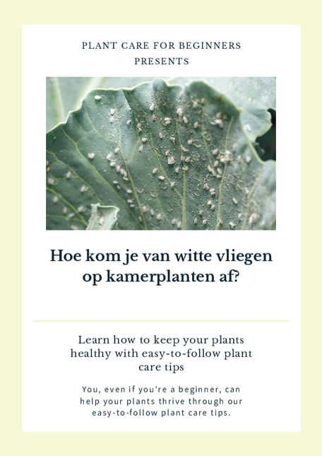 Hoe kom je van witte vliegen op kamerplanten af?