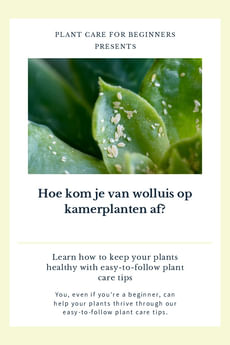 Hoe kom je van wolluis op kamerplanten af?