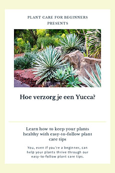 Hoe verzorg je een Yucca?