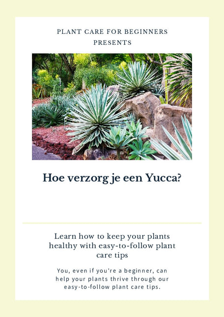Hoe verzorg je een Yucca?